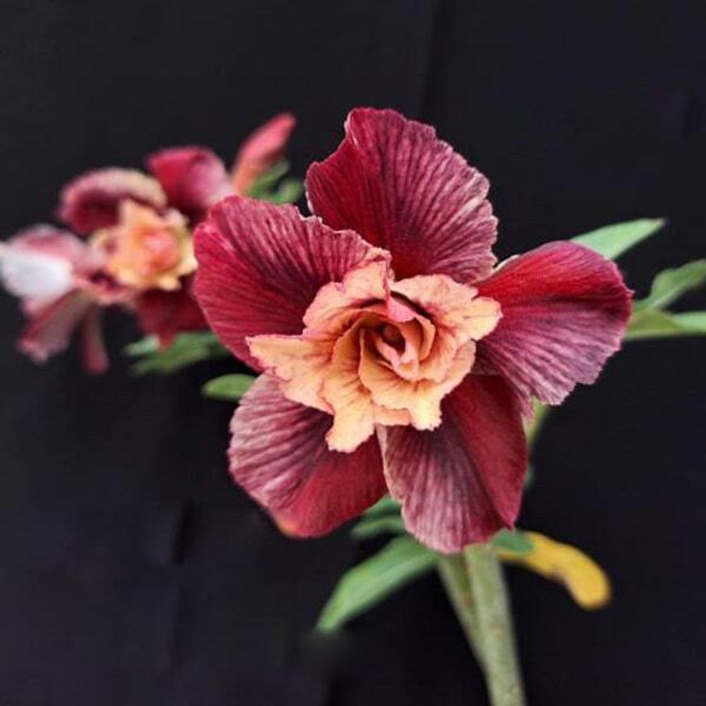 Адениум SARASWATI