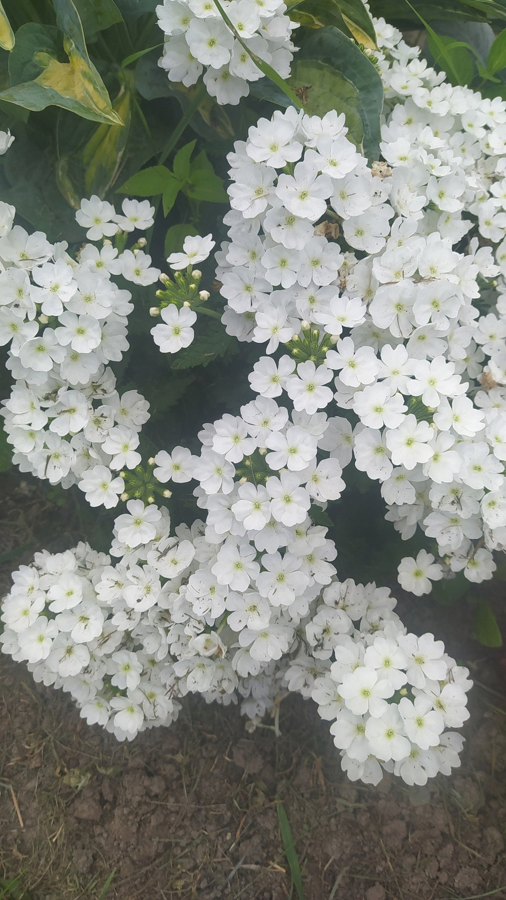 В5 Вербена Еmpress Sun White