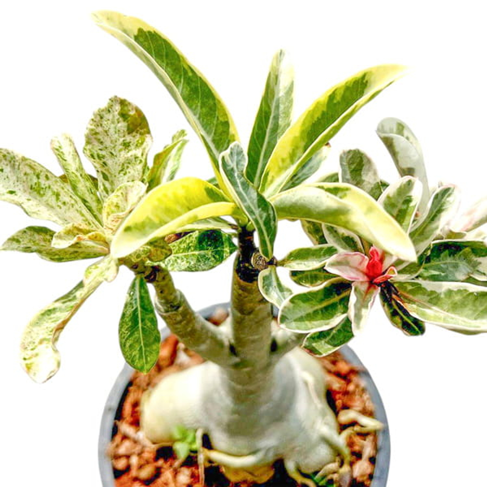 Адениум обесум FANCY VAR M мультипрививка