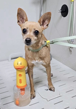 Ринговка груминга из биотана , ширина 15 мм, длина 50 см., зебра