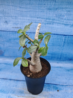 Adenium Baobab (Адениум)