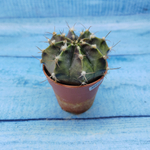 Gymnocalycium Friedrichii (Гимнокалициум)