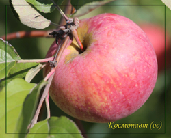 Яблоня Космонавт
