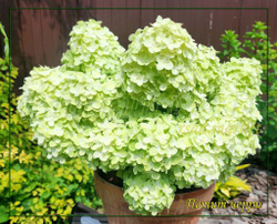Гортензия метельчатая Петит Черри (Hydrangea paniculata "Petite Cherry")