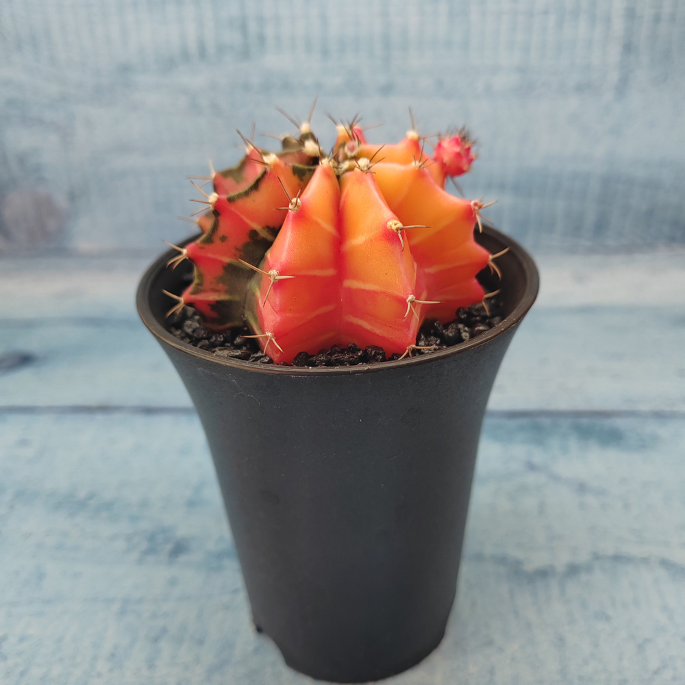 Gymnocalycium Variegata (Гимнокалициум Вариегатный)