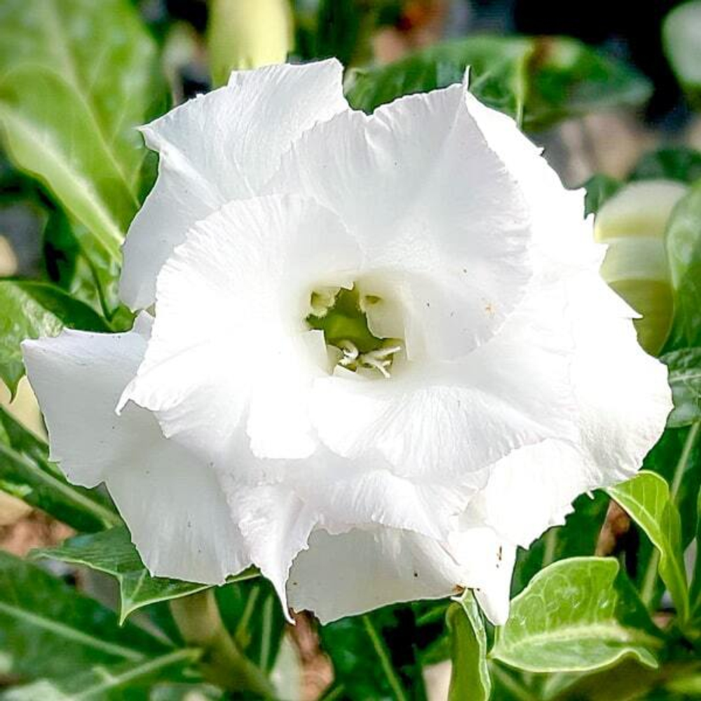 Адениум обесум PUI FAI / SEDTHEE WHITE