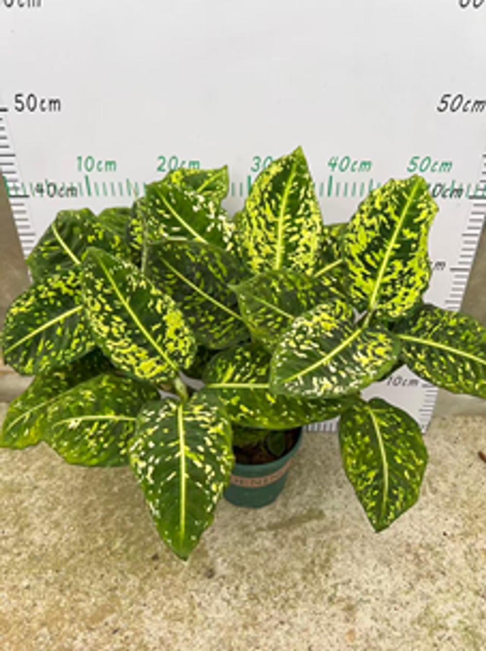 Диффенбахия Rohdea japonica д. 14