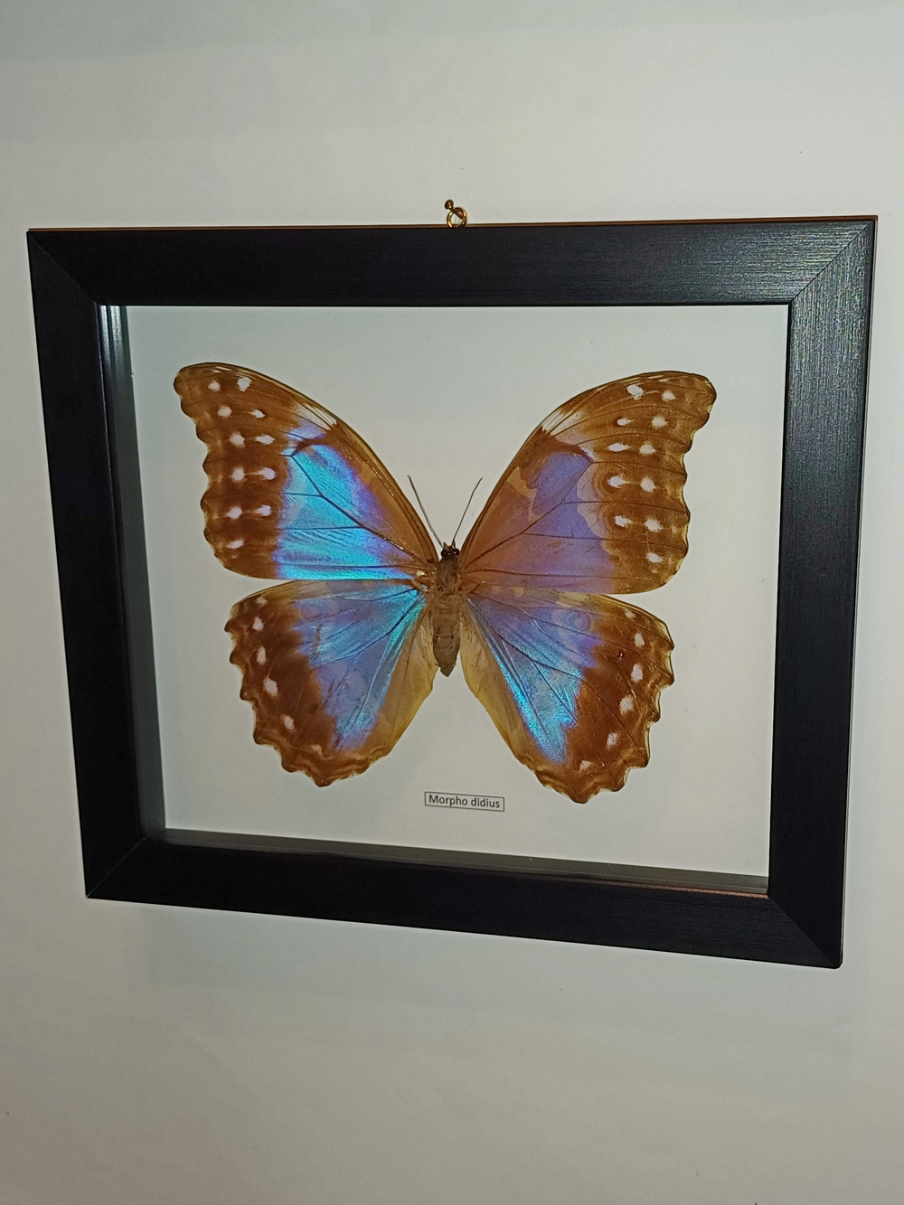 Бабочка Morpho didius самка в рамке
