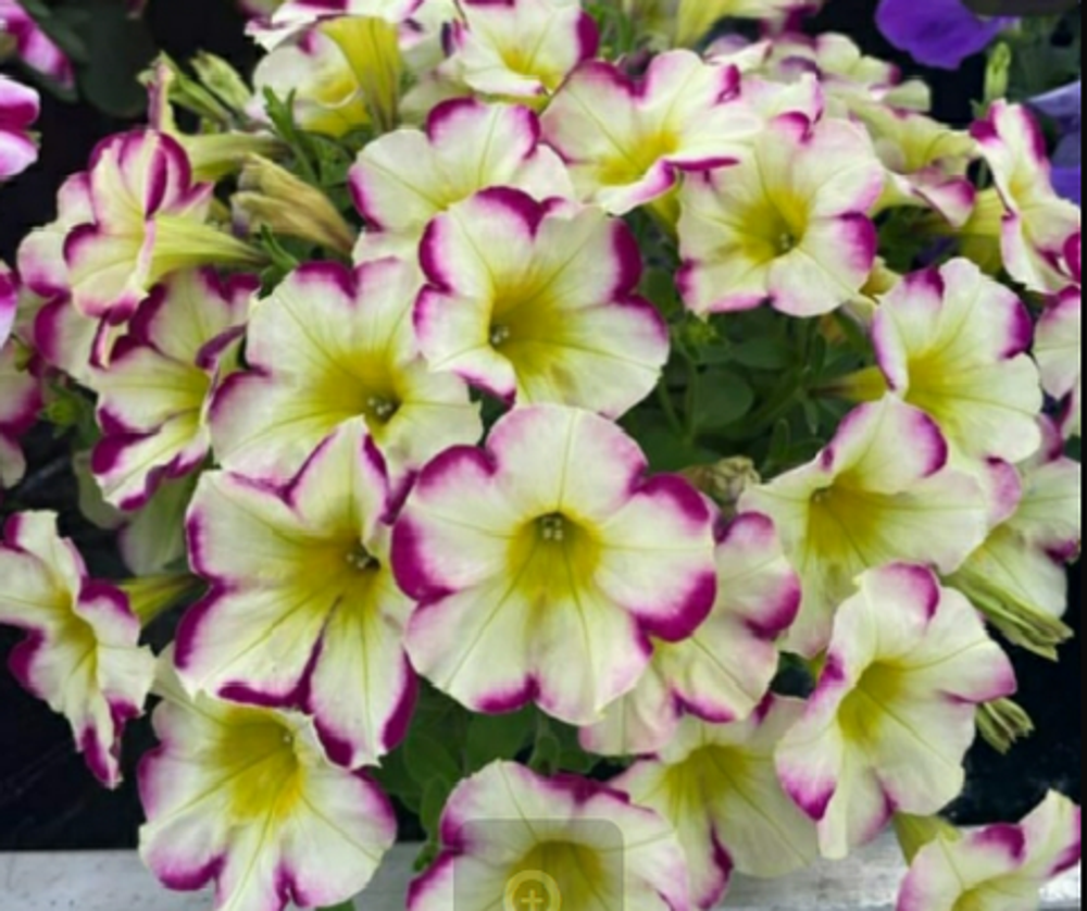 Петуния FAMOUS SWIRL CHERRY BANANA