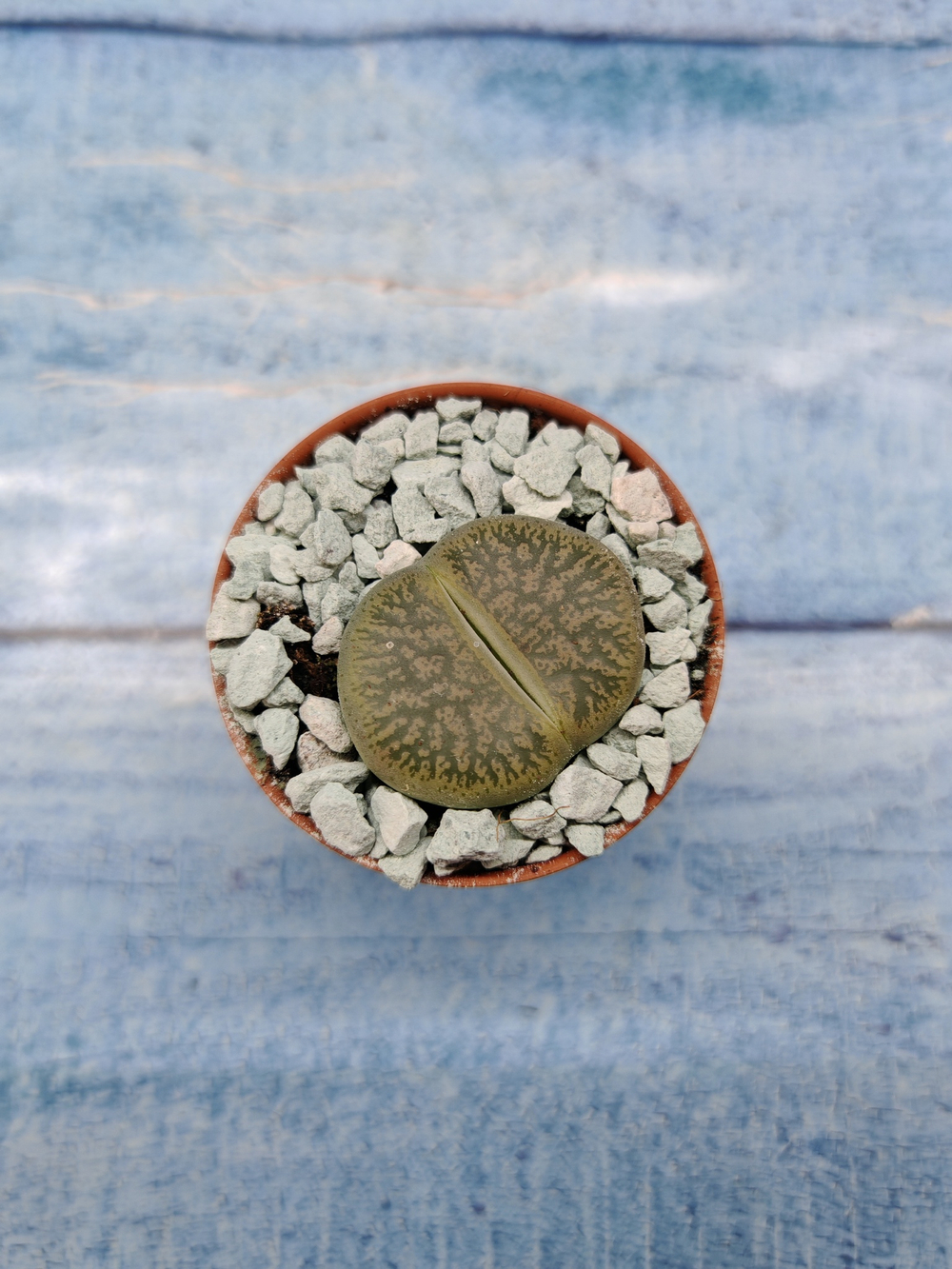 Lithops sp. (Литопсы)