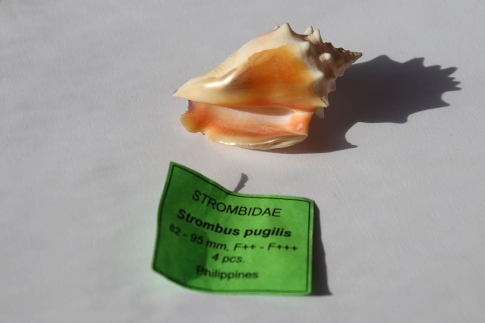 Ракушка Стромбус Пужилис (Strombus pugilis)