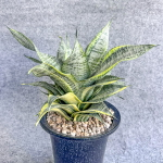 Сансевиерия MARGA VAR