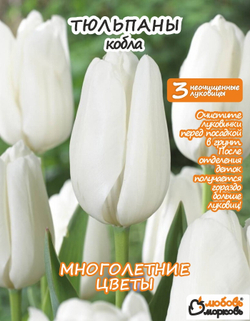 Тюльпан Луковица, Кобла, 3+шт