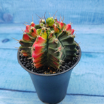 Gymnocalycium Variegata (Гимнокалициум Вариегатный)