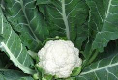 Майбах F1 семена капусты цветной (Clause / Клос)