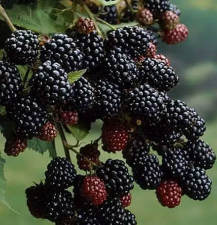 Ежевика Бестберри контейнер 0,5л