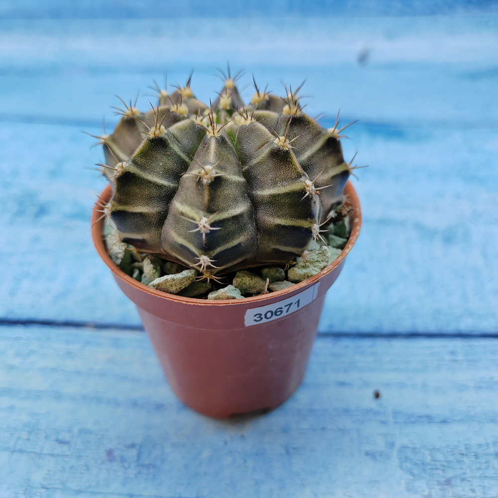 Gymnocalycium Friedrichii (Гимнокалициум)