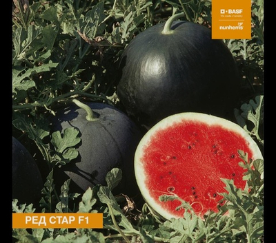 Арбуз ранний Ред Стар F1 / Red Star F1 1000 семян