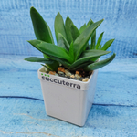 Haworthia Pentagona (Хавортия)