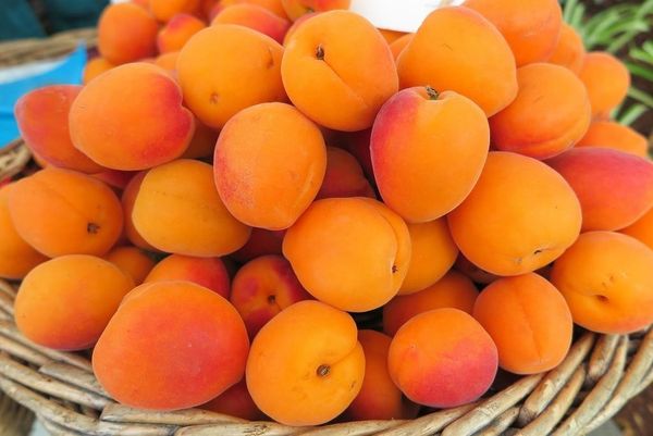 Купить свежие абрикосы