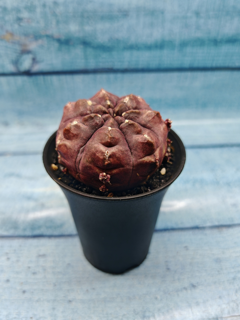 Gymnocalycium Daydream (Гимнокалициум)