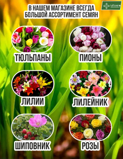 Пион Корневище, Канзас