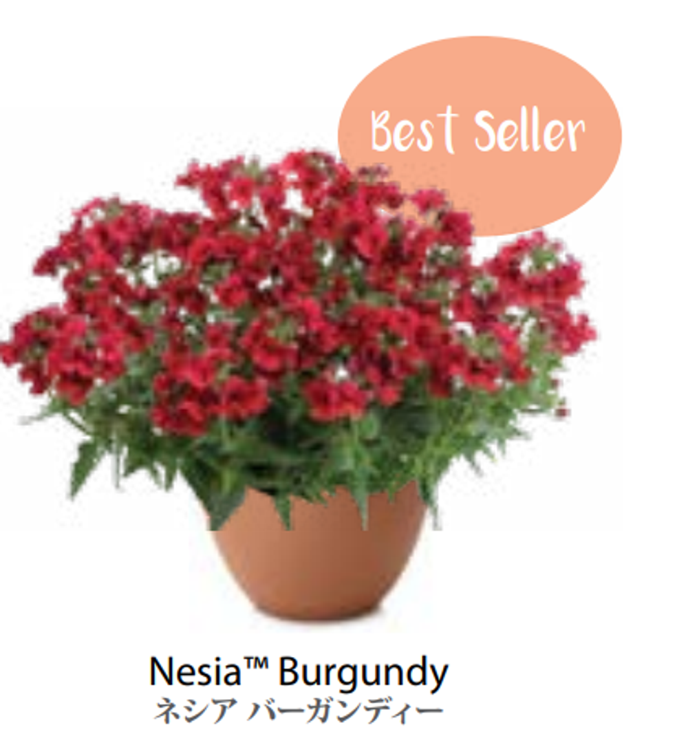 ЕВРО Немезия Nesia Burgundy укорененный ЕВРО черенок НАЧАЛО ЯНВАРЯ поставка 5