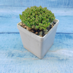 Euphorbia Submammillaris (Эуфорбия)
