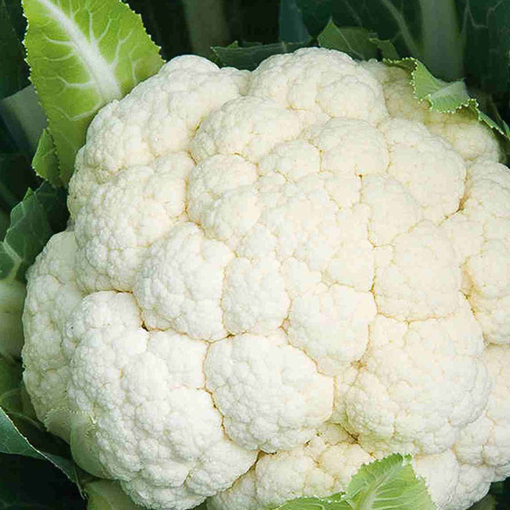 СПЕЙС СТАР F1 семена капусты цветной Syngenta описание – фото 3