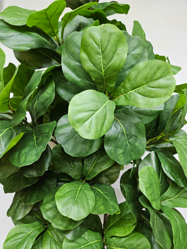 Фикус Лирата Робуста 160см в кашпо