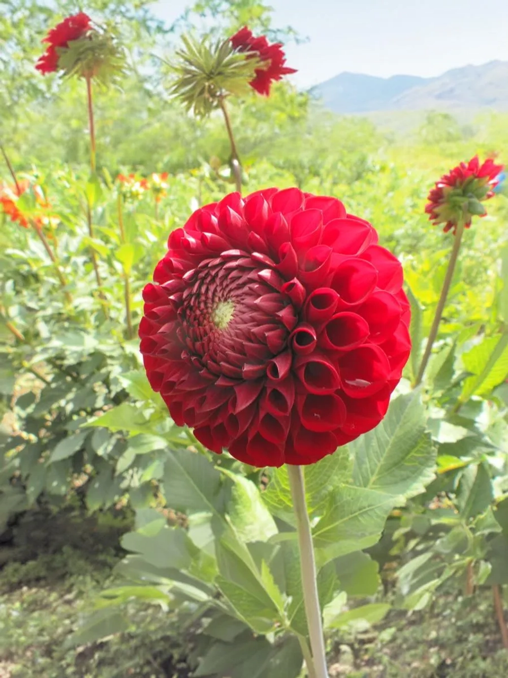 Георгин помпонный Корнел