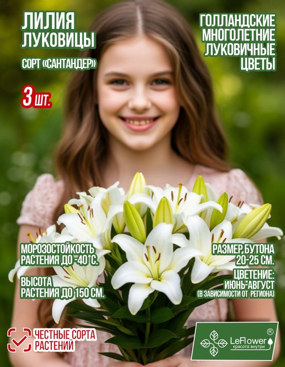 Лилия Луковица, Сантандер, 3 шт