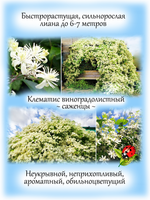 Клематис виноградолистный Ломонос