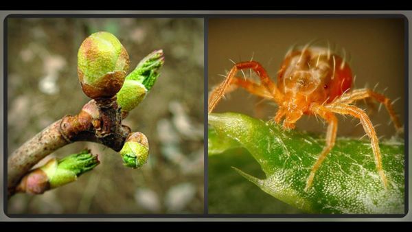 Обработка смородины от почкового клеща в апреле: пошаговое руководство для опоздавших