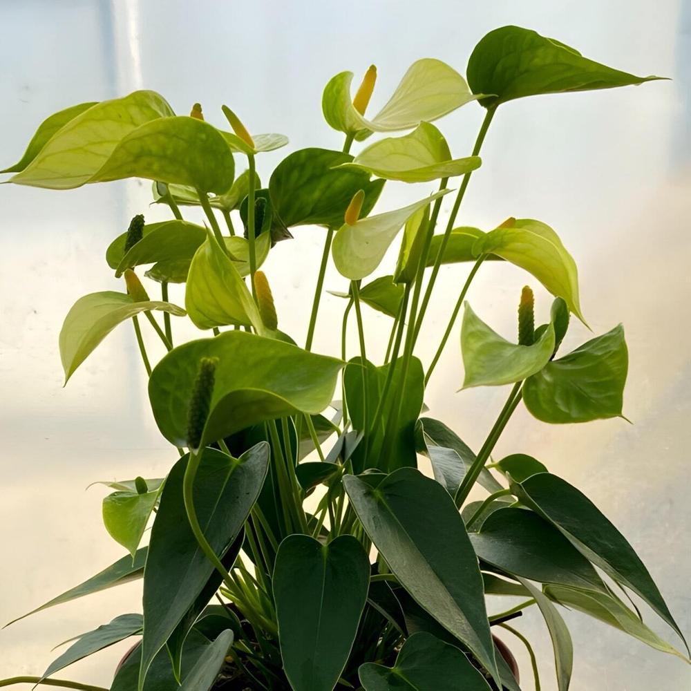 Антуриум Андрэ LEMONETTI