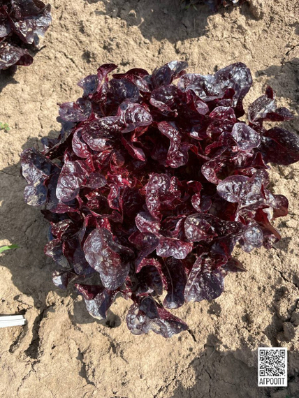 РОКСАЙ семена салата (Rijk Zwaan | Alexagro) – фото 5