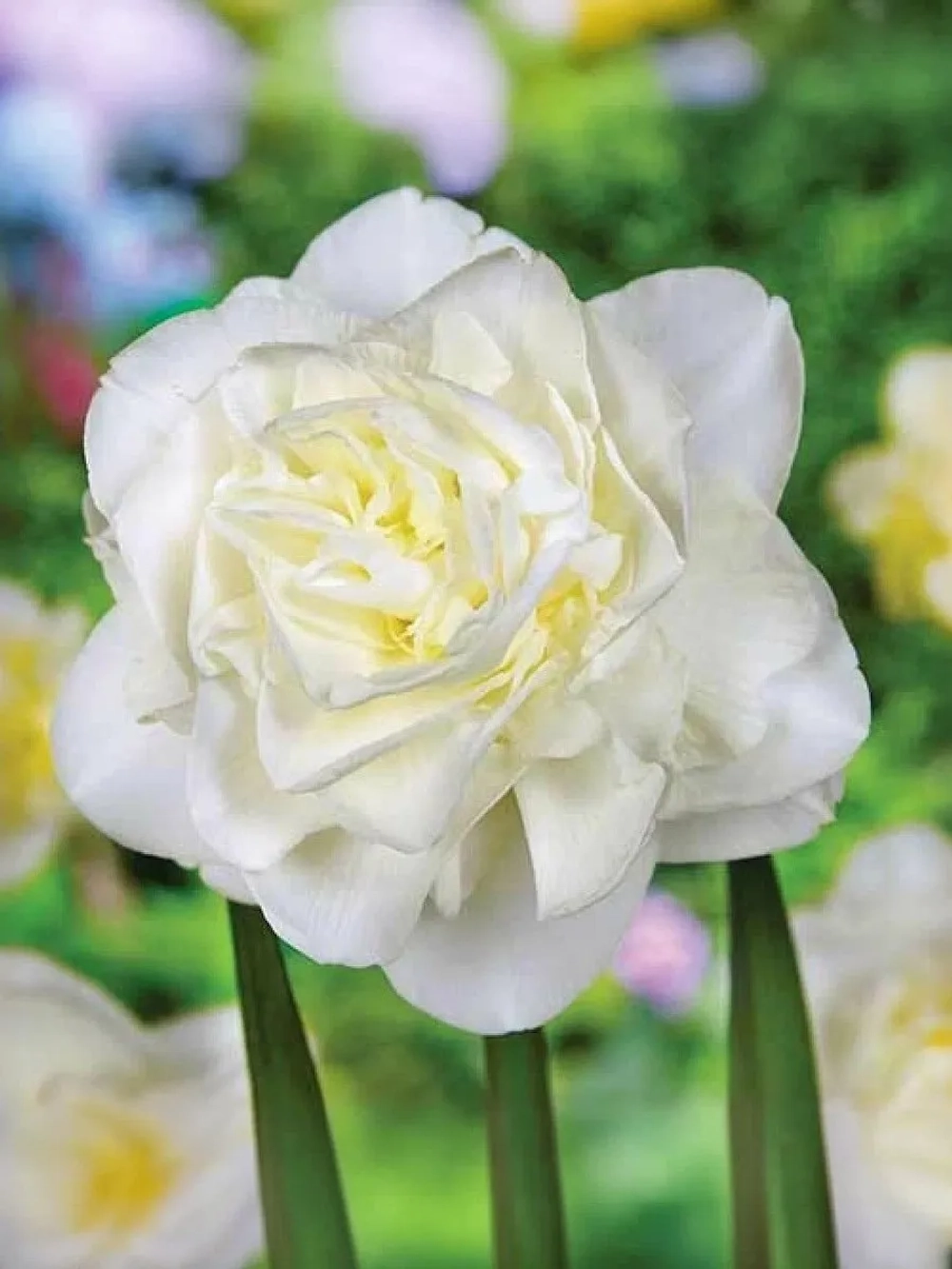 Нарцисс Махровый Обдам