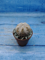 Astrophytum Asterias "Super Kabuto" (Астрофитум)