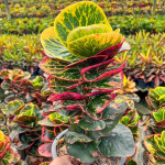 Кротон SEDTHEE KHLONG MAI