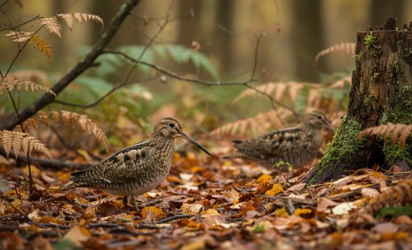 Охота на вальдшнепа: полное руководство по сезонам, правилам и тактике