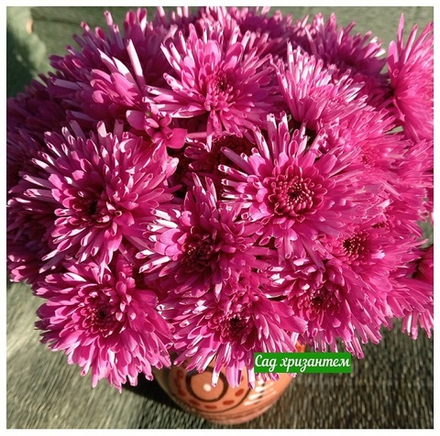 Хризантема мультифлора Таналин м.34 /поставка весна 2026г/