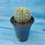 Astrophytum Asterias (Астрофитум)