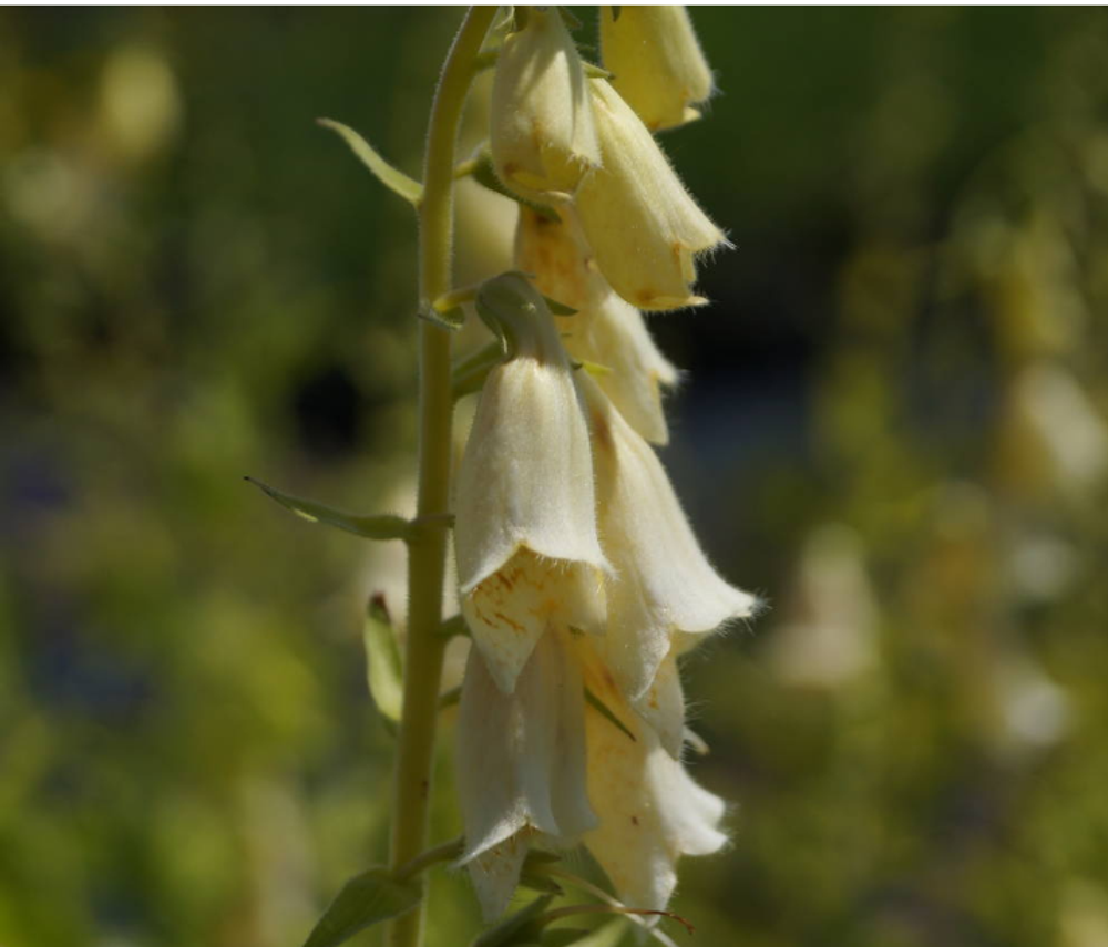 Наперстянка крупноцветковая. Digitalis grandiflora.