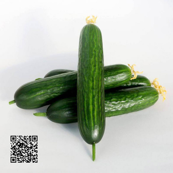 Волга_F1_семена_огурца_партенокарпического_(Гавриш)_купить – фото 1