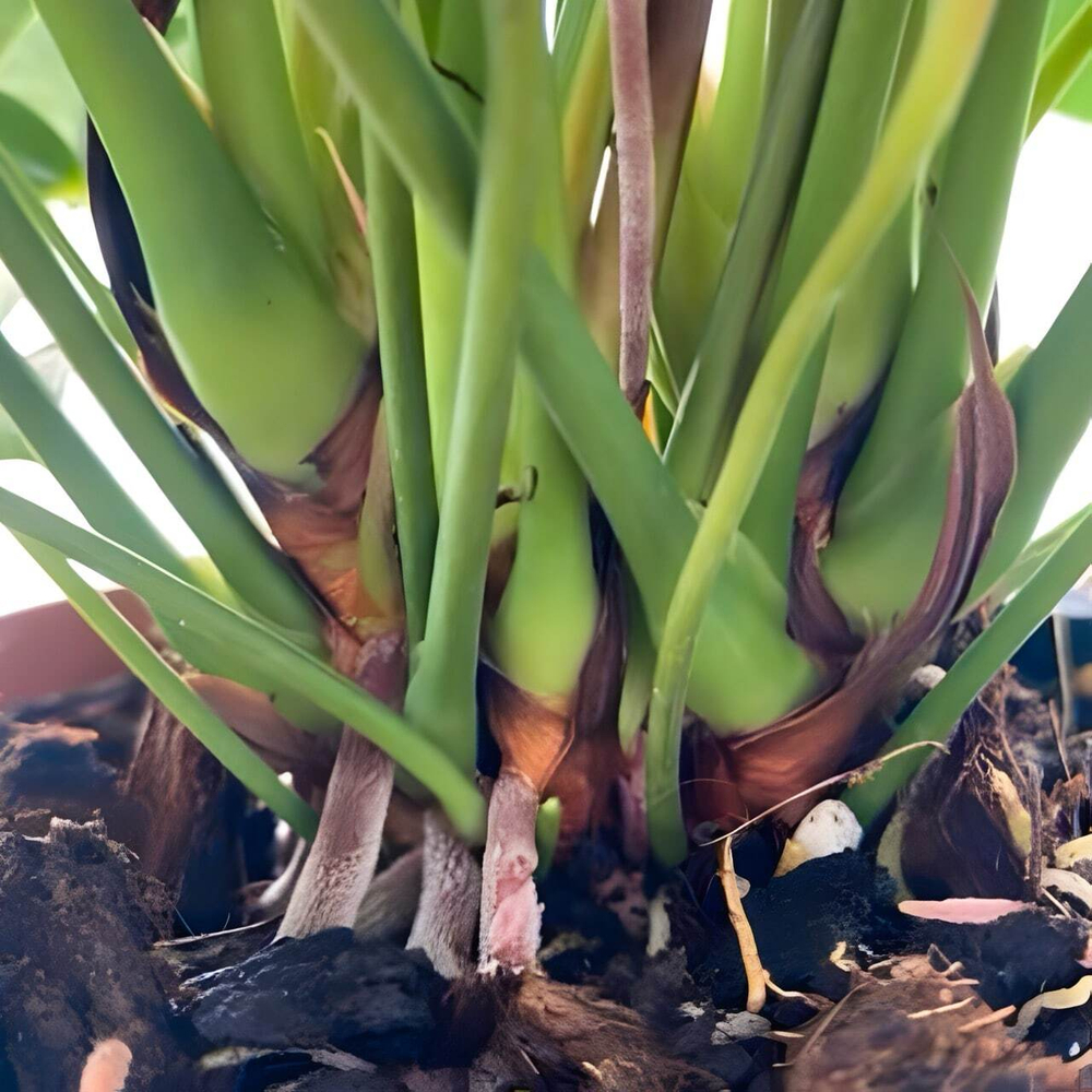 Антуриум Андрэ SEMPRE