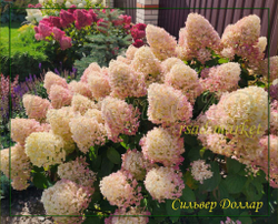 Гортензия метельчатая Сильвер Доллар- Серебрянный Доллар (Hydrangea paniculata `Silver Dollar`)