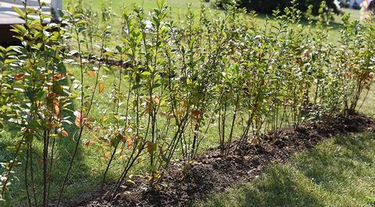 Живая изгородь из ягодных кустарников: совмещаем красоту, защиту и урожай