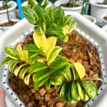 Замиокулькас DWARF VAR 1 leaf