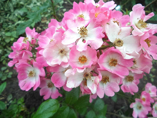 Роза Балерина Закупка М16 июнь 2026