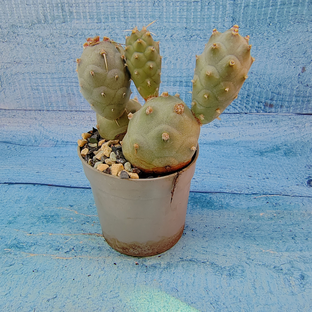 Tephrocactus Articulatus (Тефрокактус)